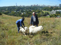 melville_news16_10